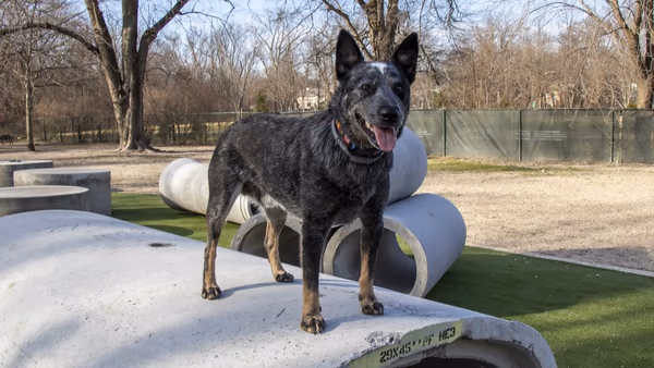 Dog Park at Benjamin Banneker Park